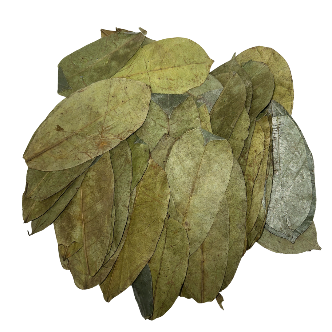 Herb To Body - Organic Soursop Leaves 50g - Dried Leaf | Hoja De Guanabana